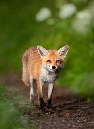 Close-up of a Red fox (Vulpes vulpes) in a forest, UK.の写真素材
