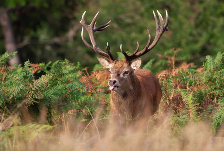 Close-up of a red deer stag in autumn, UK.の写真素材