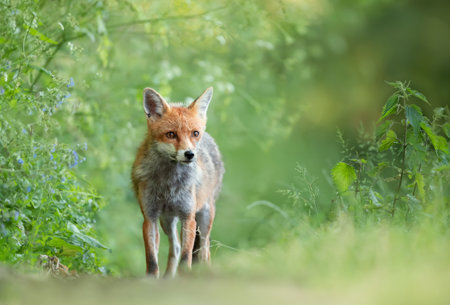 Close-up of a Red fox (Vulpes vulpes) in a meadow, UK.の写真素材