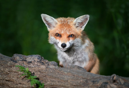 Close-up of a Red fox (Vulpes vulpes) in forest, UK.の写真素材