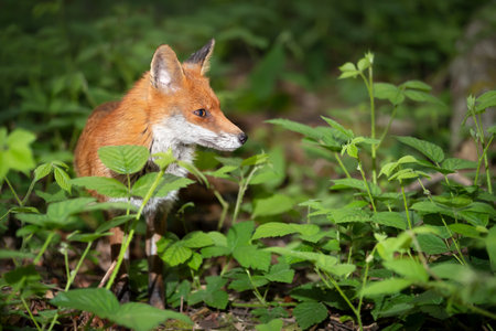 Close-up of a Red fox (Vulpes vulpes) in a forest, UK.の写真素材