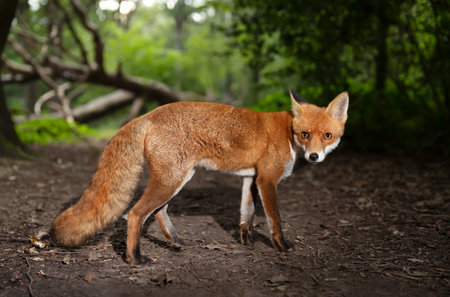 Close-up of a Red fox (Vulpes vulpes) in a forest, UK.の写真素材