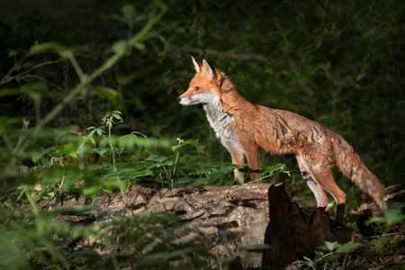 Close-up of a Red fox (Vulpes vulpes) in a forest, UK.の写真素材