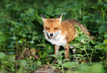 Close-up of a Red fox (Vulpes vulpes) in a forest, UK.の写真素材