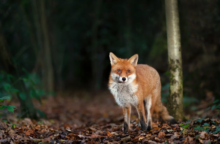 Close up of a red fox in a forest in autumn, UK.の写真素材