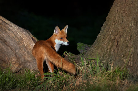 Close up of a Red fox (Vulpes vulpes) in a forest at night, UK.の写真素材
