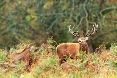 Portrait of a red deer stag in autumn, UK.の写真素材
