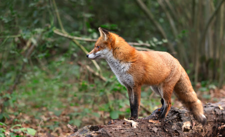 Red fox standing on fallen tree log in a forest, UK.の写真素材