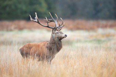 Portrait of a red deer stag in autumn, UK.の写真素材