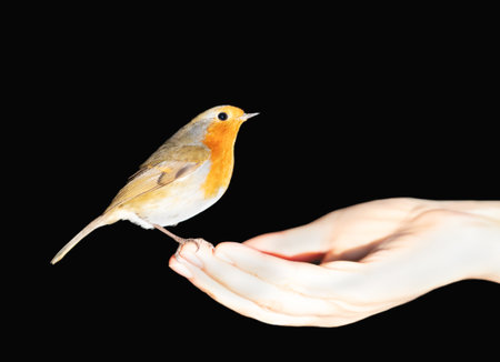 Close up of a robin bird feeding on a hand against black background, UK.の写真素材