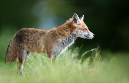 Close-up of a Red fox in a meadow, UK.の写真素材