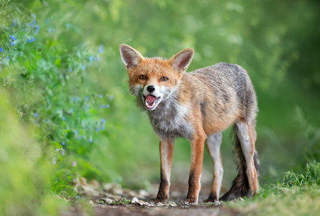 Close-up of a Red fox in a meadow, UK.の写真素材