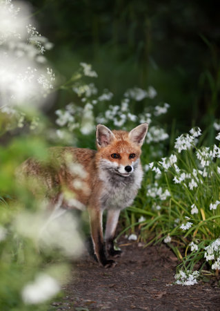 Close-up of a red fox amongst white variety bluebells in spring