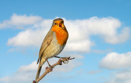 Close-up of a European Robin singing against blue sky.の写真素材