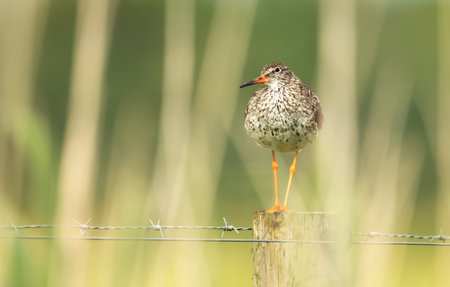 Close-up of a common redshank standing on a fence post in wetlandsの写真素材