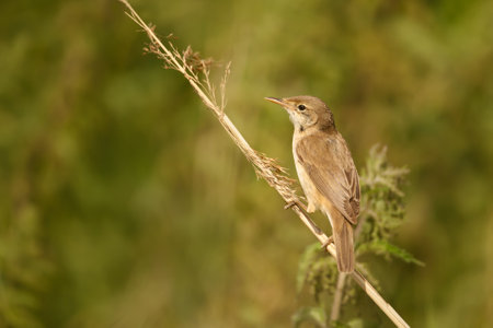 Close-up of a reed warbler perched on a small twig in wetlands