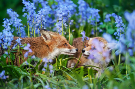 Close-up of a two red foxes amongst bluebells in springの写真素材