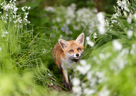 Close-up of a red fox amongst white flowers in springの写真素材