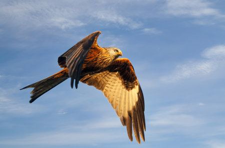 Close-up of a Red kite in flight against blue skyの写真素材