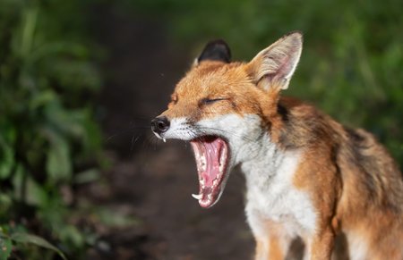 Close-up of a red fox cub yawning in a forestの写真素材