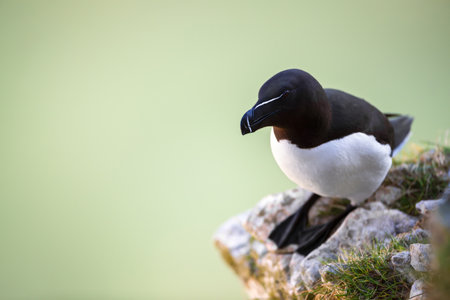 Close-up of a Razorbill perched on a rockの写真素材