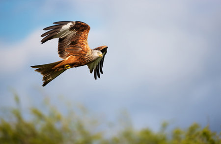Close-up of a Red kite in flight against blue skyの写真素材