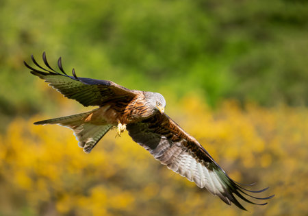 Close-up of a red kite in flight against colourful background