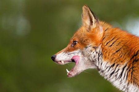 Close-up of a red fox with open mouth against green background