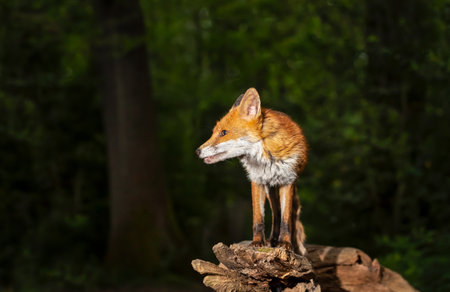 Close-up of a young red fox standing on a tree in a forestの写真素材