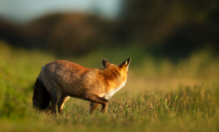 Close-up of a red fox walking in a meadow