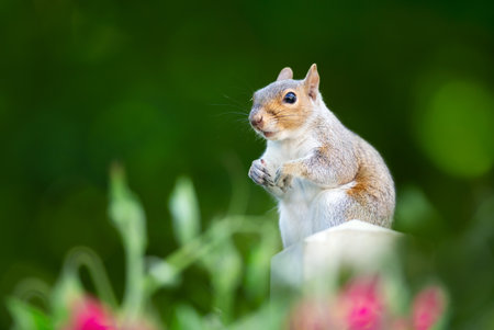 Portrait of a cute grey squirrel standing on a garden fence post, UK.