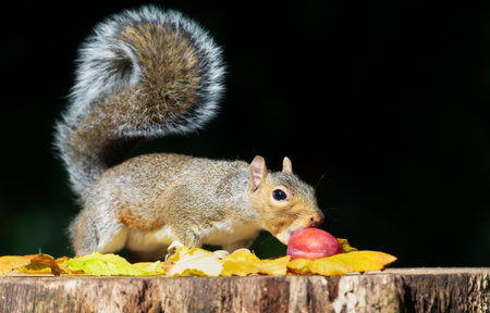 Portrait of a grey squirrel eating red plum on a tree stump in autumn, UK.