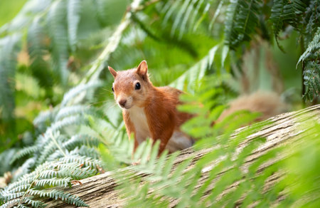 Close-up of a cute playful red squirrel standing on a fallen treeの写真素材