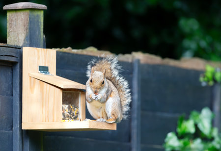Close-up of a grey squirrel eating nuts on a squirrel feederの写真素材
