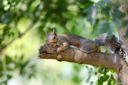 Portrait of a cute grey squirrel lying on a ash tree branch, UK.の写真素材