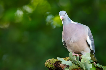 Portrait of a wood pigeon perching on a tree branch, UK.の写真素材