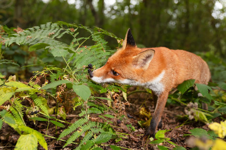 Portrait of a red fox cub eating blackberries in a forest, UK.