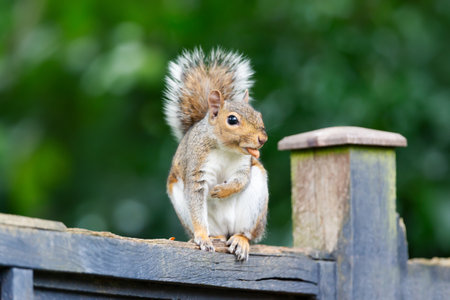 Portrait of a cute grey squirrel eating nuts on a garden fence, UK.の写真素材