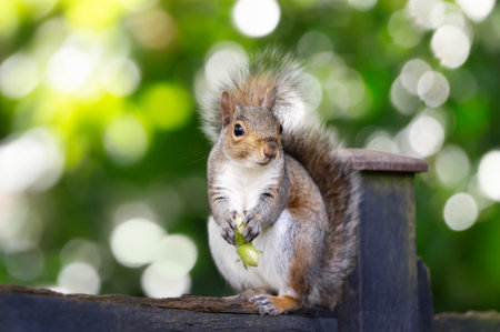 Portrait of a cute grey squirrel eating green hazelnuts on a garden fence, UK.