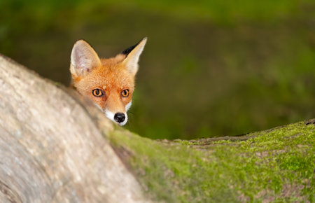 Curious red fox cub peeking over tree trunk in the forest, UK.
