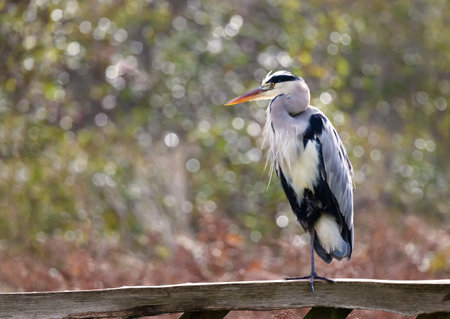 Portrait of a grey heron perched on a wooden fence against colourful background, UK.の写真素材