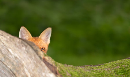 Curious red fox cub peeking over tree trunk in the forest, UK.の写真素材