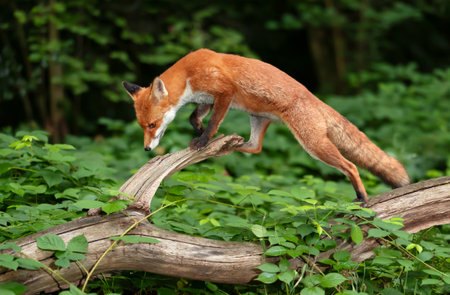 Portrait of a young red fox walking on a tree in a forest, UK.