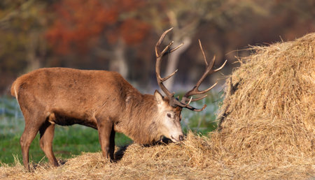 Red deer stag eating hay from haystack, UK.の写真素材