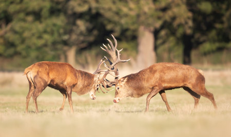 Red deer stags fighting during the rutting season in autumn, UK.の写真素材