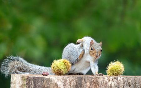 Close-up of a grey squirrel scratching near sweet chestnuts on a tree stump in autumn, UK.の写真素材