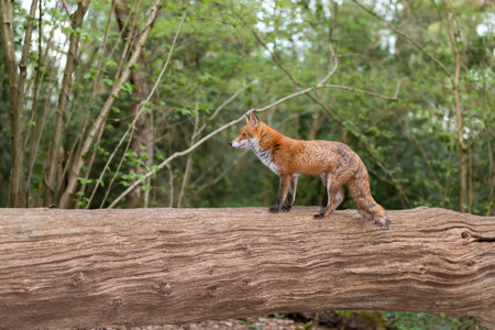Red fox standing on a tree in a forest, UK.の写真素材