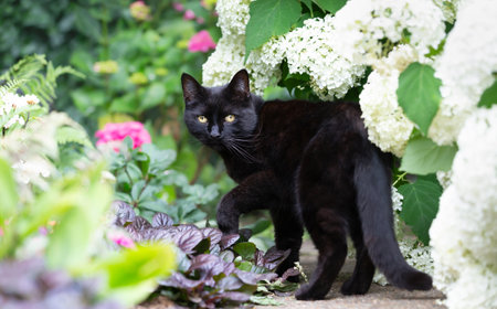Portrait of a black cat standing among white hydrangeas in a vibrant flower garden, UK.の写真素材