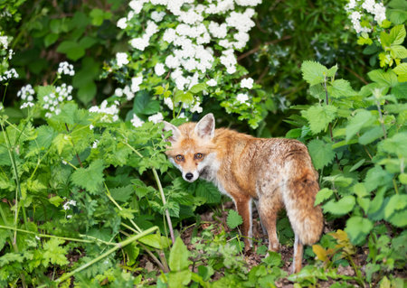 Portrait of a cute red fox standing in a meadow in spring, UK.の写真素材