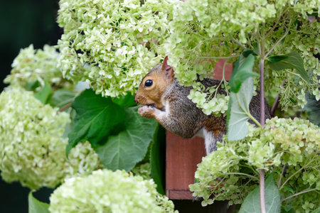 Portrait of a grey squirrel eating nuts and seeds on a squirrel feeder, UK.